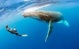 Trái tim to bằng cái ô tô, hơi thở cao chục mét và… nó vẫn đang bơi