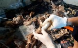 Công bố những hình ảnh 'hiếm' về chuyên án ma túy tinh vi vừa được Bộ Công an triệt phá
