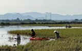 Giúp nhân dân 