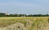 Thu gom rơm- nghề đội nắng kiếm tiền triệu giữa cánh đồng 