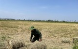 Thu gom rơm- nghề đội nắng kiếm tiền triệu giữa cánh đồng 