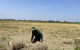 Thu gom rơm- nghề đội nắng kiếm tiền triệu giữa cánh đồng 