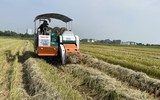 Thu gom rơm- nghề đội nắng kiếm tiền triệu giữa cánh đồng 