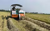 Thu gom rơm- nghề đội nắng kiếm tiền triệu giữa cánh đồng 
