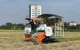 Thu gom rơm- nghề đội nắng kiếm tiền triệu giữa cánh đồng 