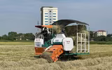 Thu gom rơm- nghề đội nắng kiếm tiền triệu giữa cánh đồng 