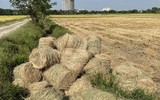 Thu gom rơm- nghề đội nắng kiếm tiền triệu giữa cánh đồng 