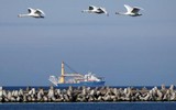 [ẢNH] Nord Stream 2 hoàn thành không đồng nghĩa với chiến thắng của Nga trước Ukraine