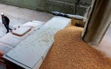 Thị trường ngũ cốc châu Âu 'dậy sóng' sau tuyên bố của Tổng thống Putin