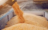 Châu Âu sửng sốt trước sự kết hợp giữa vũ khí năng lượng và ngũ cốc của Nga