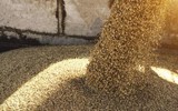 Phương Tây sẽ phải nhượng bộ Nga sau tin tức về ngũ cốc và dầu mỏ?