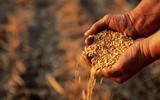 Phương Tây sẽ phải nhượng bộ Nga sau tin tức về ngũ cốc và dầu mỏ?