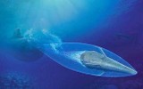 Chuyên gia: '10 tên lửa Zircon tập kích cùng lúc cũng khó đánh chìm tàu ​​sân bay Mỹ'