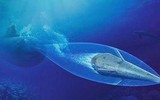 Ngư lôi siêu khoang VA-111 Shkval của Nga nguy hiểm như thế nào đối với Mỹ?