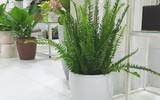 [ẢNH] 12 loại cây cảnh giúp cải thiện chất lượng không khí trong nhà