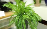 [ẢNH] 12 loại cây cảnh giúp cải thiện chất lượng không khí trong nhà