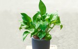 [ẢNH] 12 loại cây cảnh giúp cải thiện chất lượng không khí trong nhà