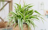 [ẢNH] 12 loại cây cảnh giúp cải thiện chất lượng không khí trong nhà
