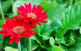 [ẢNH] 12 loại cây cảnh giúp cải thiện chất lượng không khí trong nhà