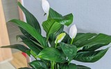 [ẢNH] 12 loại cây cảnh giúp cải thiện chất lượng không khí trong nhà