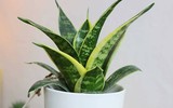 [ẢNH] 12 loại cây cảnh giúp cải thiện chất lượng không khí trong nhà