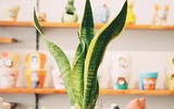 [ẢNH] 12 loại cây cảnh giúp cải thiện chất lượng không khí trong nhà