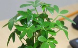 [ẢNH] 12 loại cây cảnh giúp cải thiện chất lượng không khí trong nhà