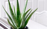 [ẢNH] 12 loại cây cảnh giúp cải thiện chất lượng không khí trong nhà