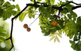 [ẢNH] Những món ngon nhất định phải thử khi Hà Nội vào thu 