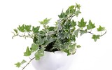 [ẢNH] 12 loại cây cảnh giúp cải thiện chất lượng không khí trong nhà