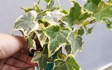 [ẢNH] 12 loại cây cảnh giúp cải thiện chất lượng không khí trong nhà