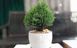 [ẢNH] 12 loại cây cảnh giúp cải thiện chất lượng không khí trong nhà
