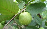 [ẢNH] Những món ngon nhất định phải thử khi Hà Nội vào thu 