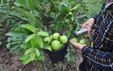 [ẢNH] Những món ngon nhất định phải thử khi Hà Nội vào thu 