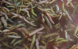 [ẢNH] Những món ngon nhất định phải thử khi Hà Nội vào thu 