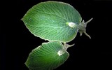 [ẢNH] Top 10 loài sên biển có vẻ ngoài độc lạ nhất hành tinh
