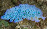 [ẢNH] Top 10 loài sên biển có vẻ ngoài độc lạ nhất hành tinh