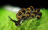 [ẢNH] Top 10 loài sên biển có vẻ ngoài độc lạ nhất hành tinh