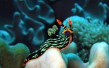 [ẢNH] Top 10 loài sên biển có vẻ ngoài độc lạ nhất hành tinh
