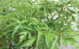 [ẢNH] Những thực phẩm 'nhất định phải ăn' khi bị tiểu đường
