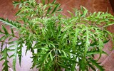 [ẢNH] Những thực phẩm 'nhất định phải ăn' khi bị tiểu đường