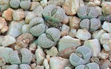 [ẢNH] Top 10 loài hoa kỳ lạ gây sửng sốt nhất thế giới