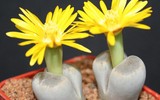[ẢNH] Top 10 loài hoa kỳ lạ gây sửng sốt nhất thế giới