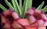 [ẢNH] Top 10 loài hoa kỳ lạ gây sửng sốt nhất thế giới