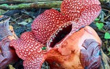 [ẢNH] Top 10 loài hoa kỳ lạ gây sửng sốt nhất thế giới