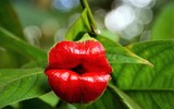 [ẢNH] Top 10 loài hoa kỳ lạ gây sửng sốt nhất thế giới