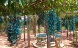 [ẢNH] Top 10 loài hoa kỳ lạ gây sửng sốt nhất thế giới