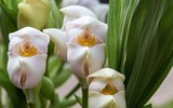 [ẢNH] Top 10 loài hoa kỳ lạ gây sửng sốt nhất thế giới