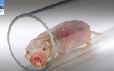 [ẢNH] Top 8 loài động vật sở hữu “năng lực” đặc biệt đến khó tin