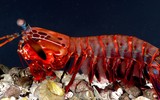 [ẢNH] Top 8 loài động vật sở hữu “năng lực” đặc biệt đến khó tin